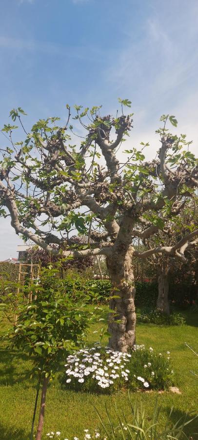 扎达尔Olive Tree公寓 外观 照片